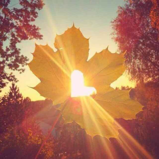leafbb