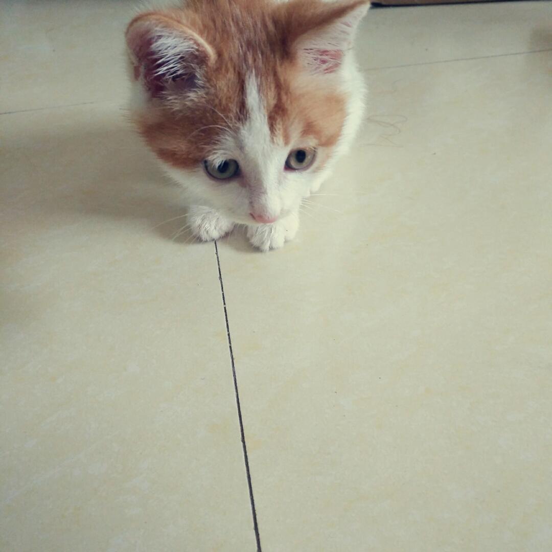 洛洛嘛