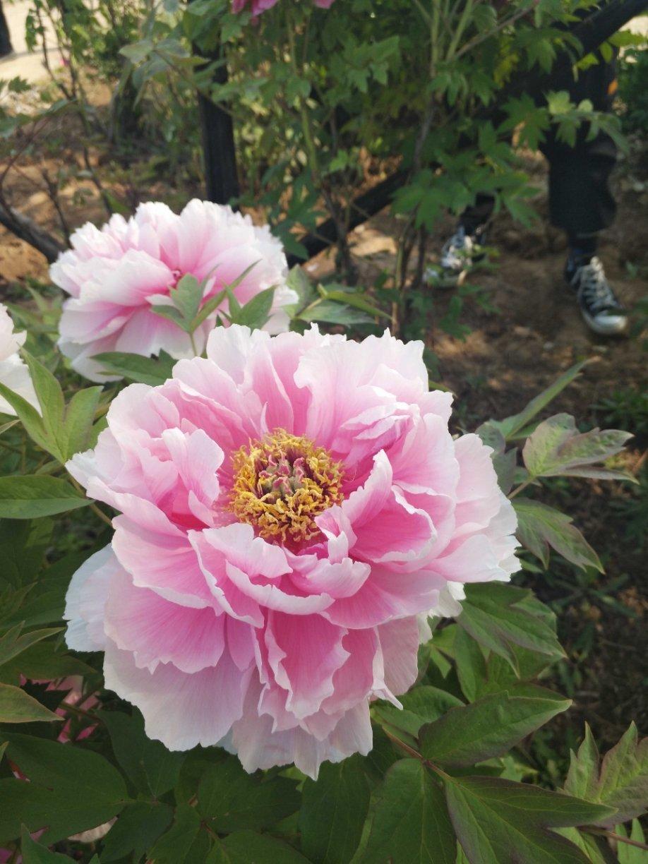 开花季