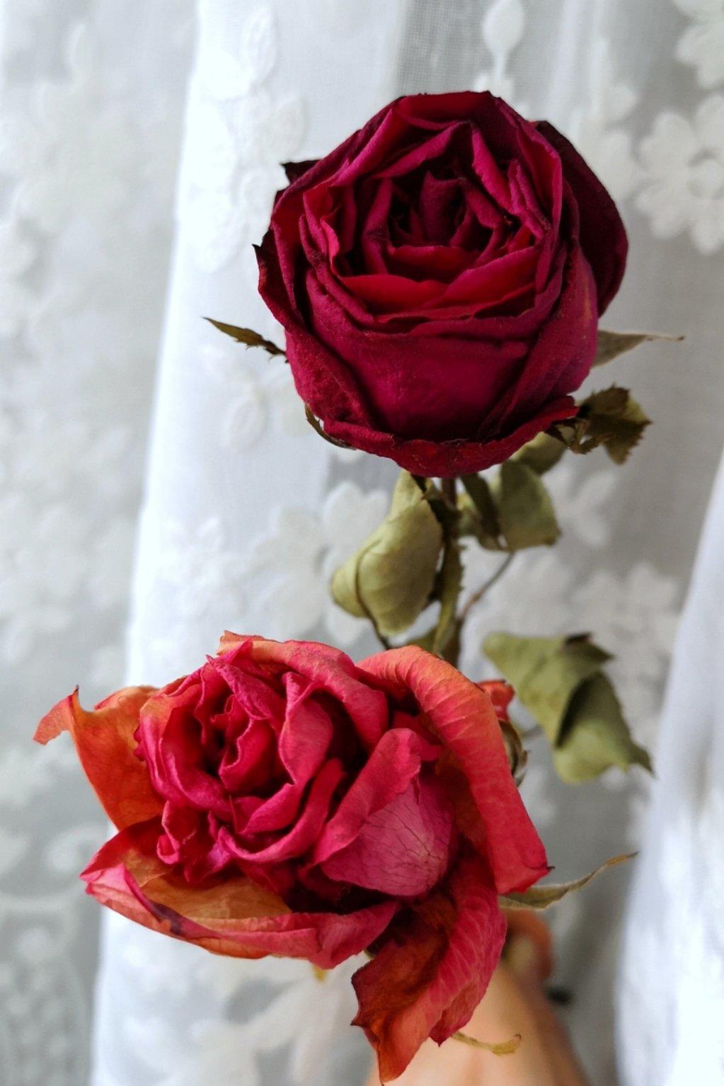 芥末海洋饼干做的玫瑰干花