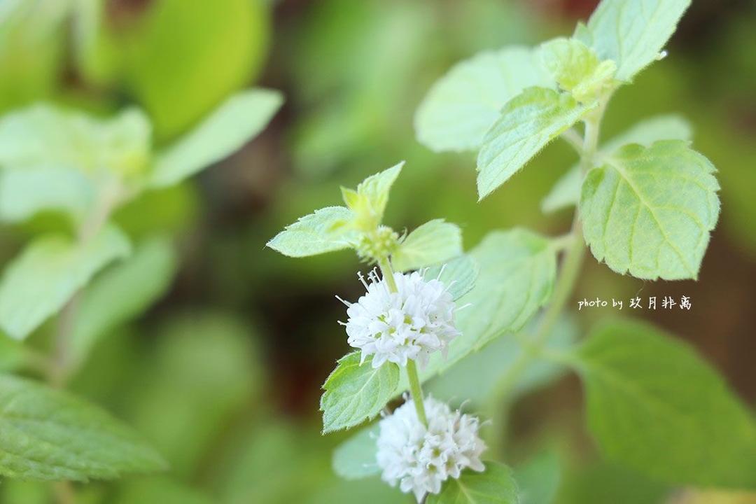 Flower Language·花の语