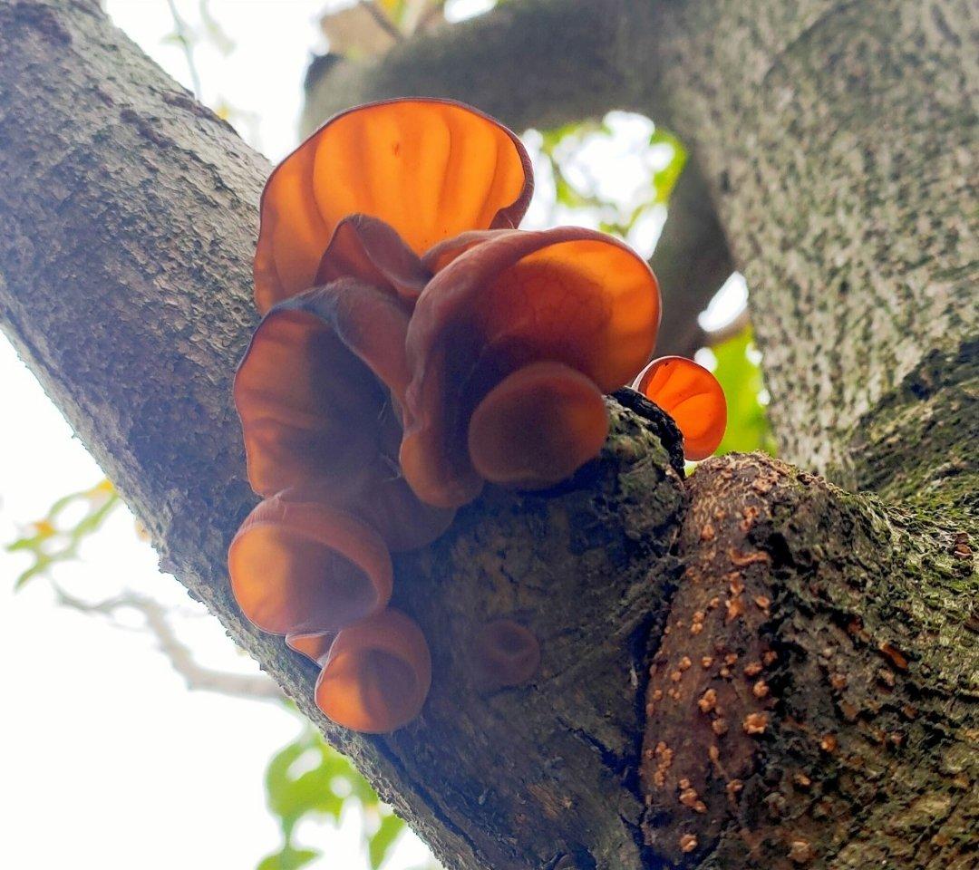雨后蘑菇