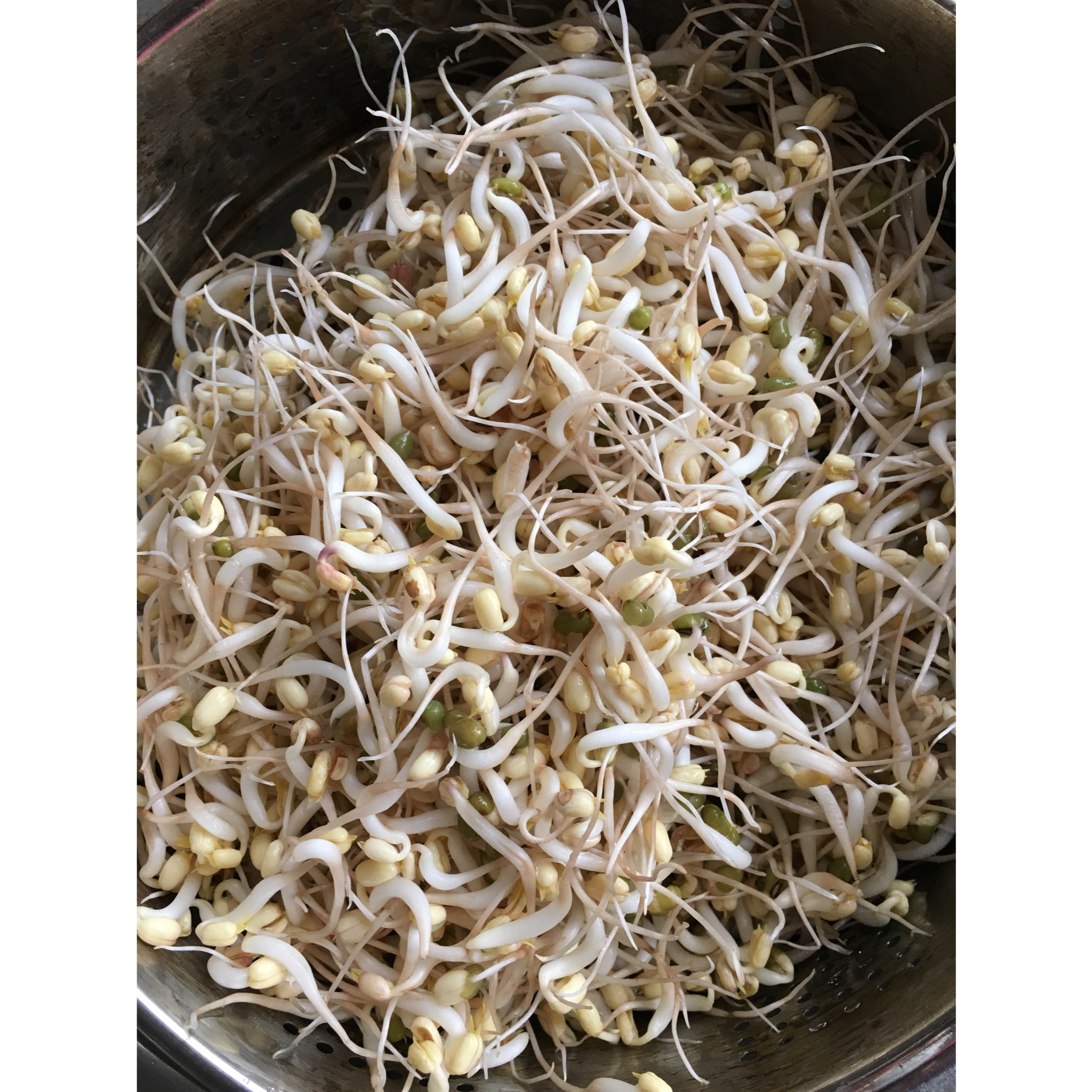 发绿豆芽