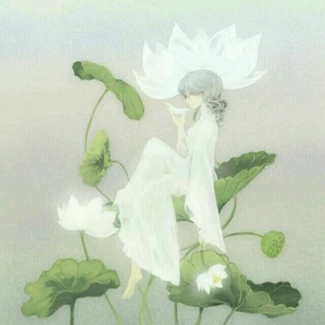 lotus青荷