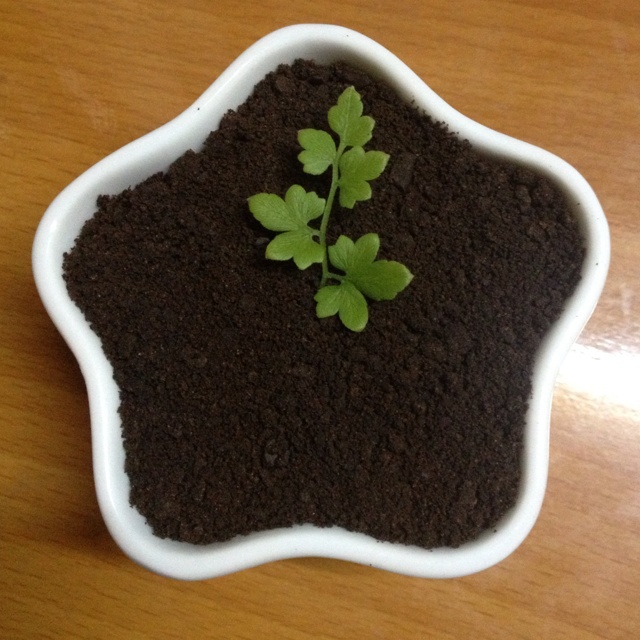 酸奶盆栽/继续延续小清新风/治愈系甜品