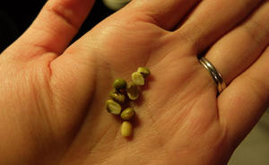 发绿豆芽的做法 步骤3