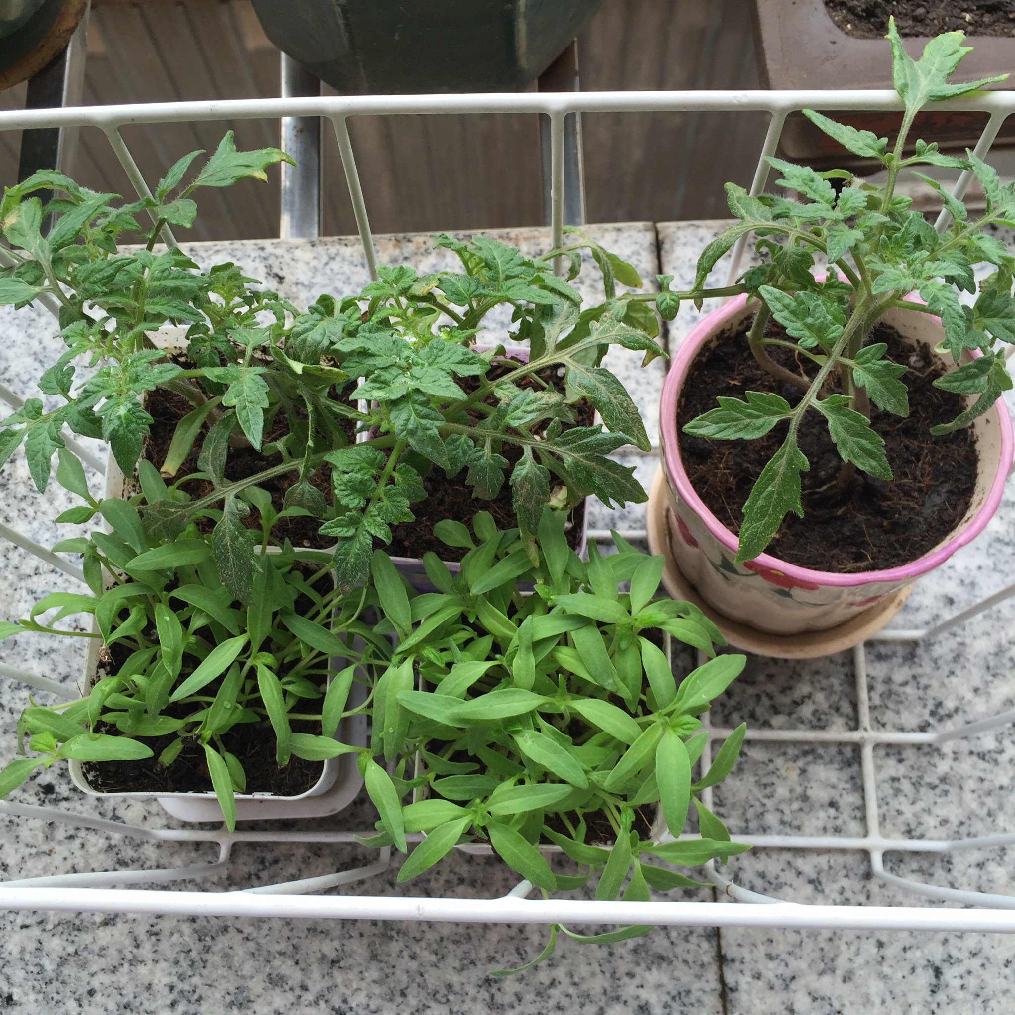 蔬菜养成日记