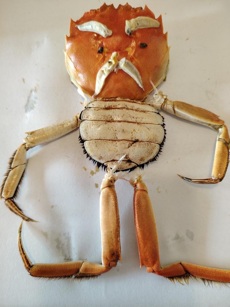 清蒸大闸蟹的快乐～摆盘造型～