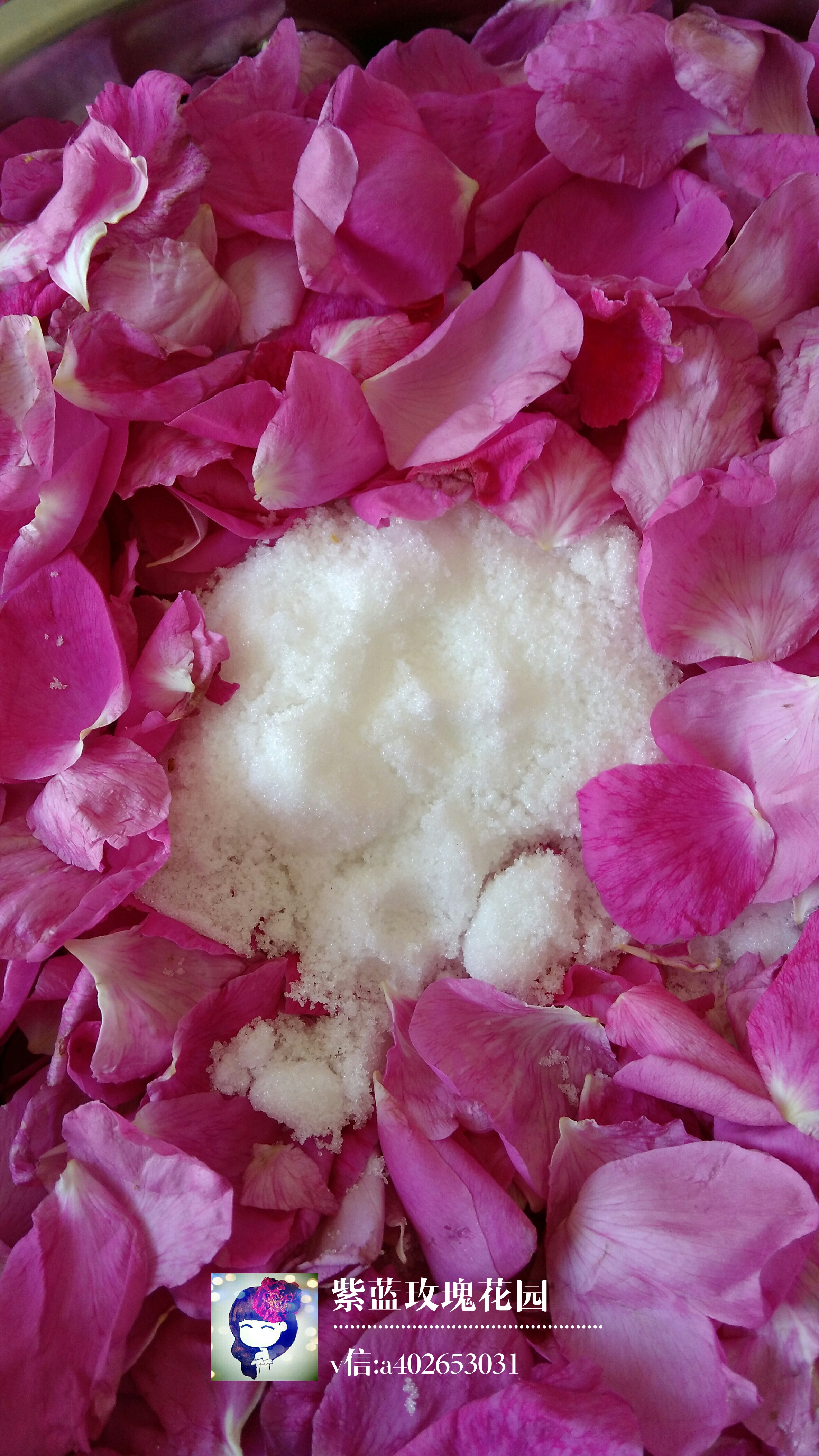 自制玫瑰花酱（平阴食用玫瑰鲜花）玫瑰糖玫瑰酵素玫瑰酱的做法 步骤5
