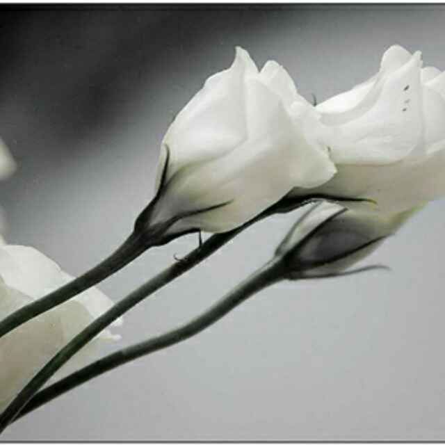 芳_-