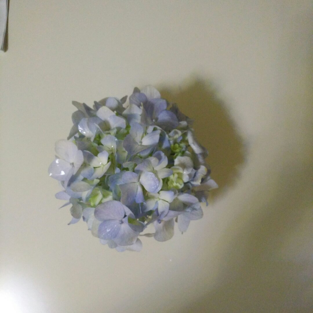 dangbaozi