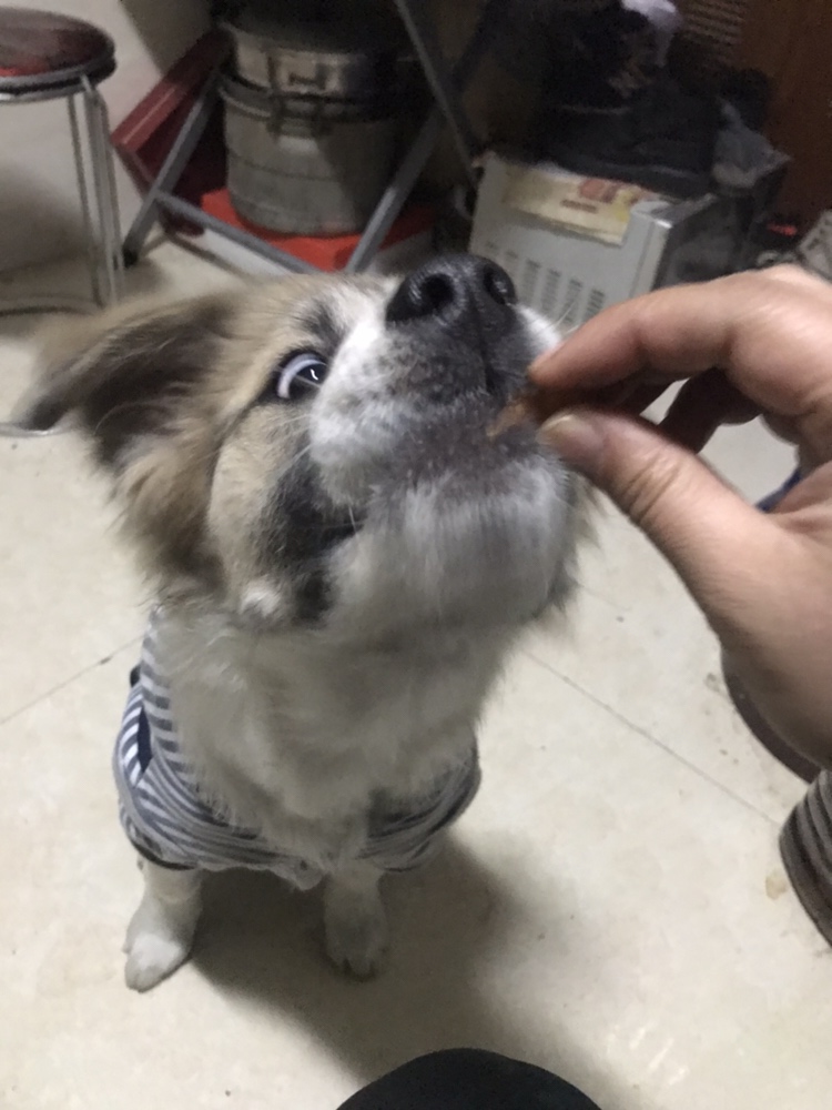 狗狗零食→鸡胸肉胡萝卜饼干的做法 步骤7