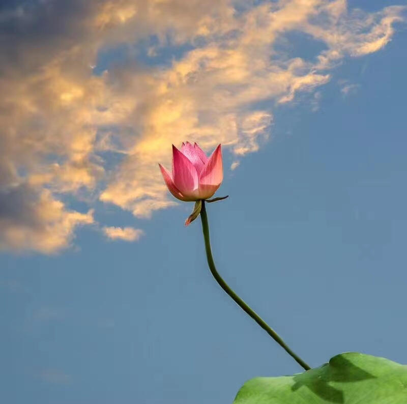 下厨房用户_5cfia