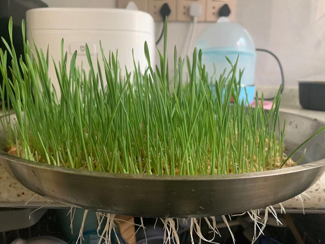 超简单的自制麦芽糖