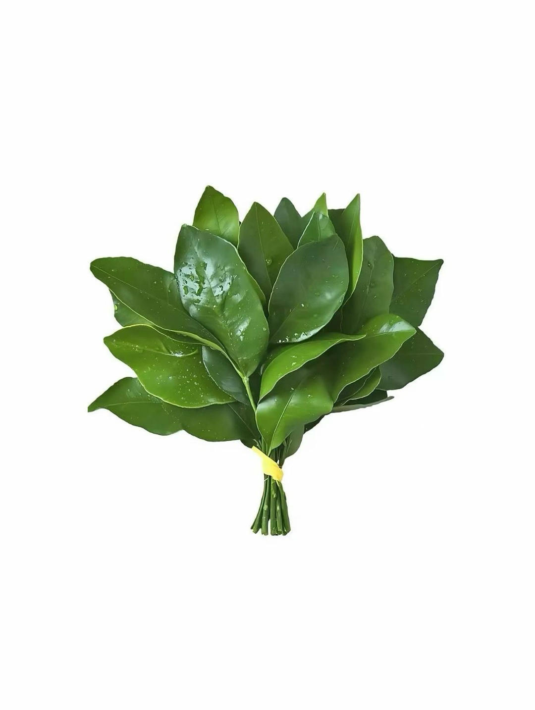 西西西西西兰花