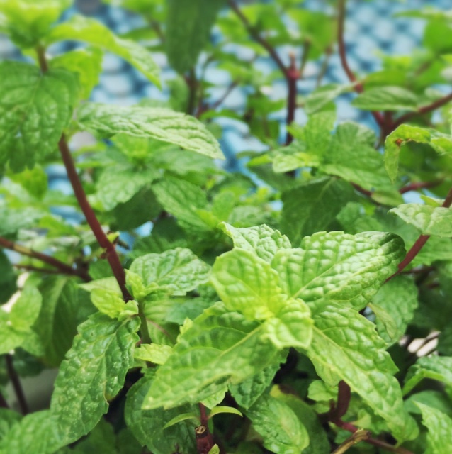 dr_renee做的薄荷集