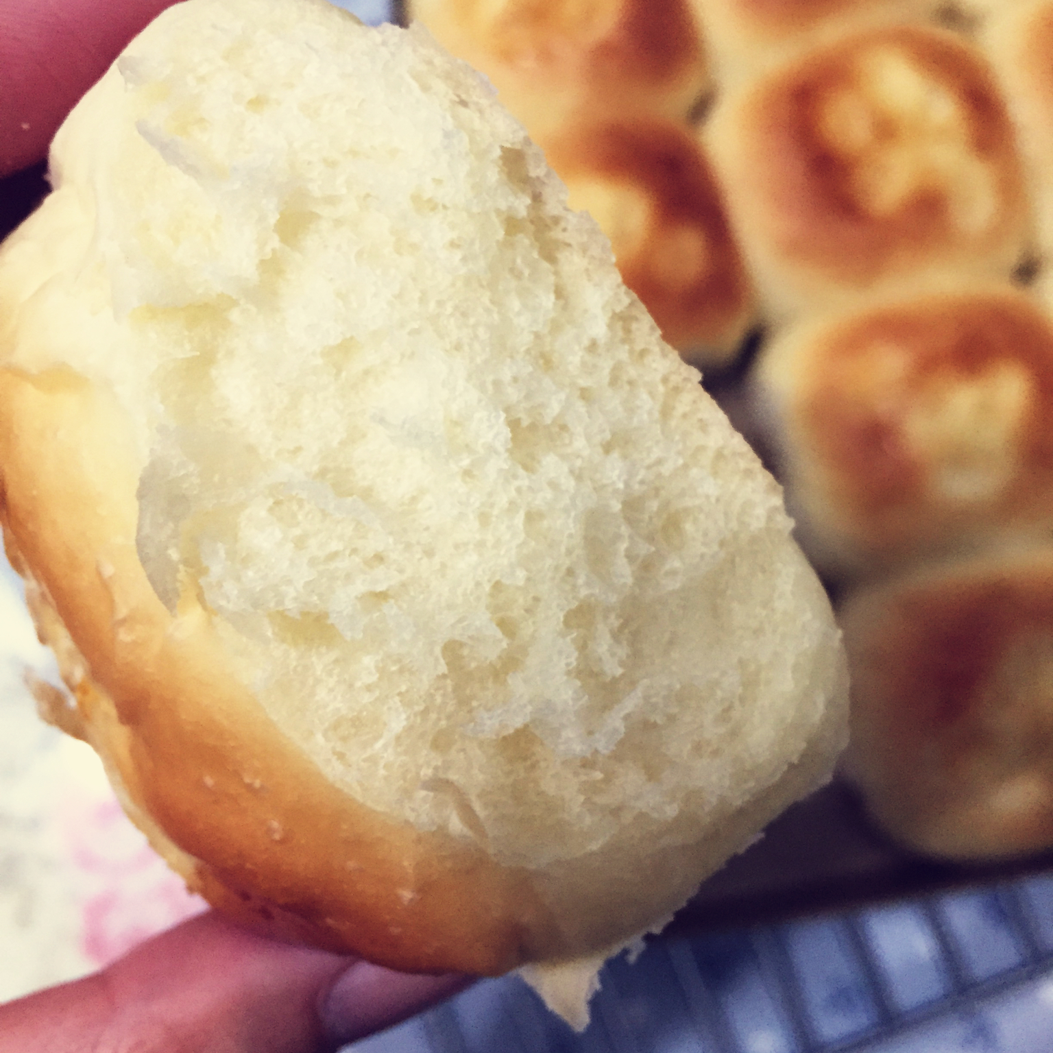 鲜奶油小餐包（一次发酵）