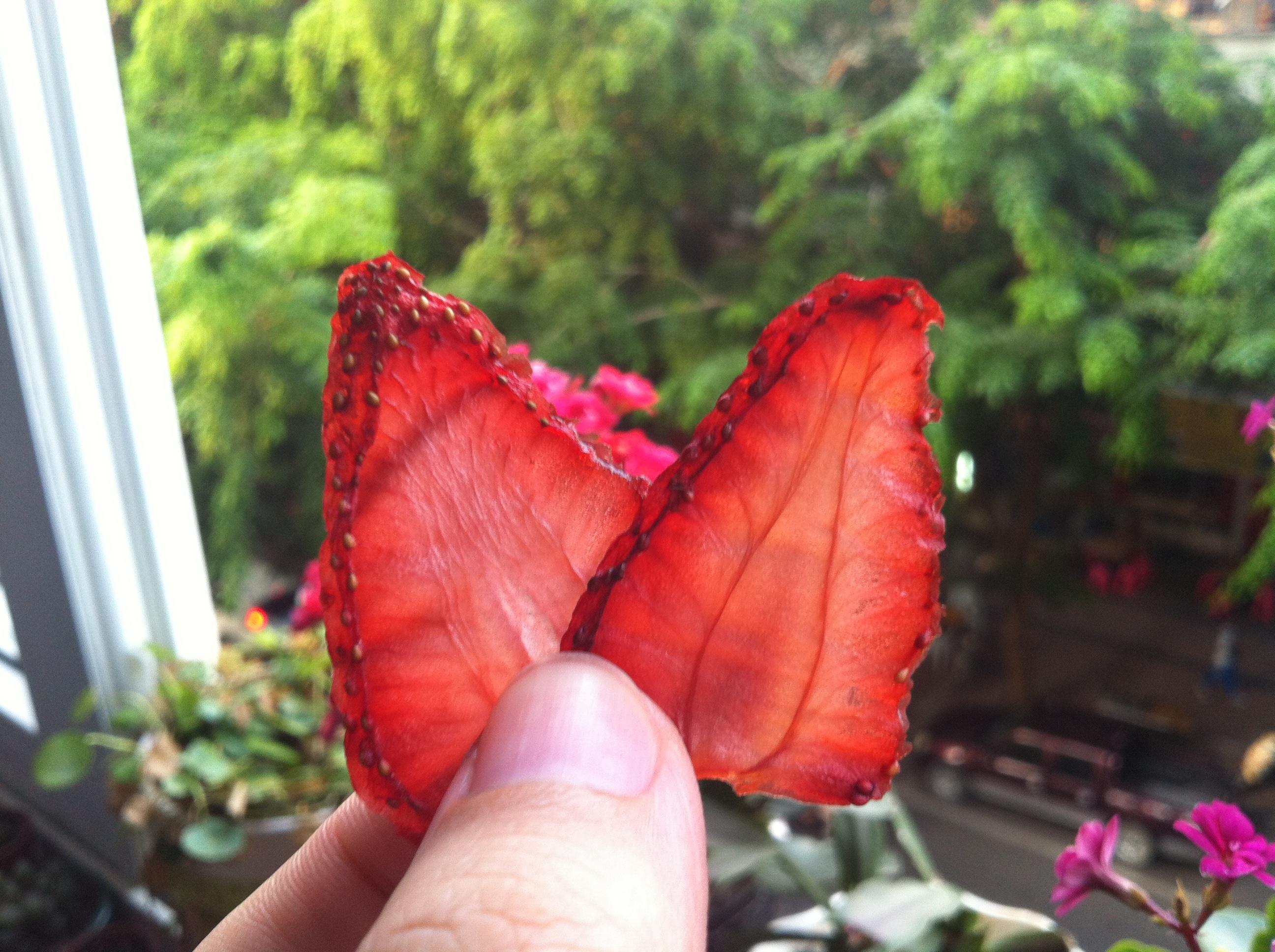 草莓脆片