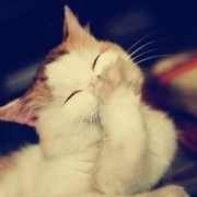 九尾狐的小铃铛