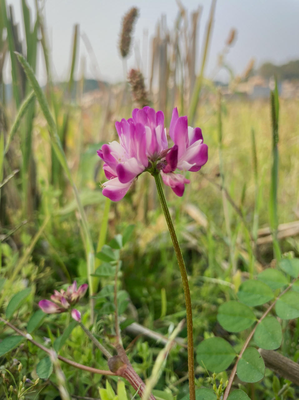 是小米虫吖