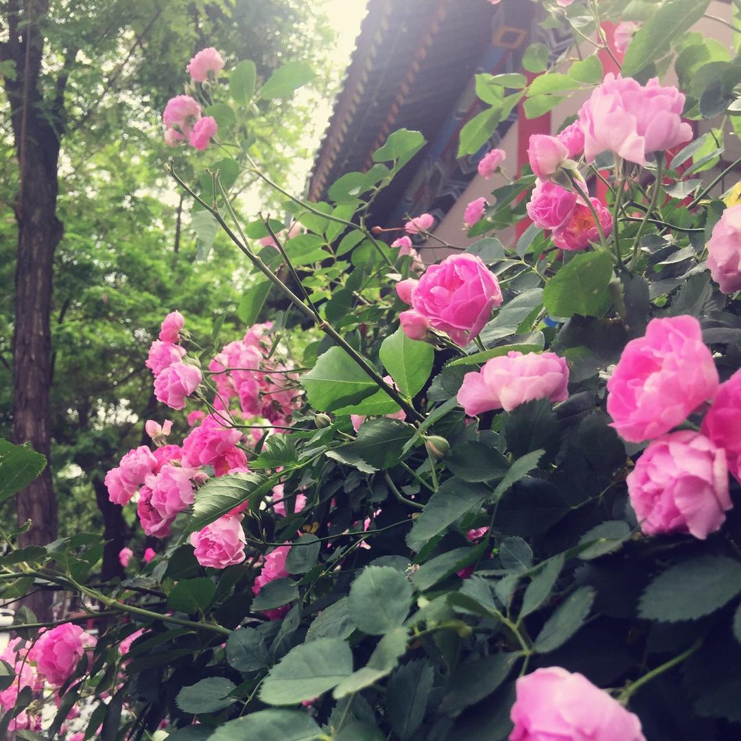 闲来听雨落