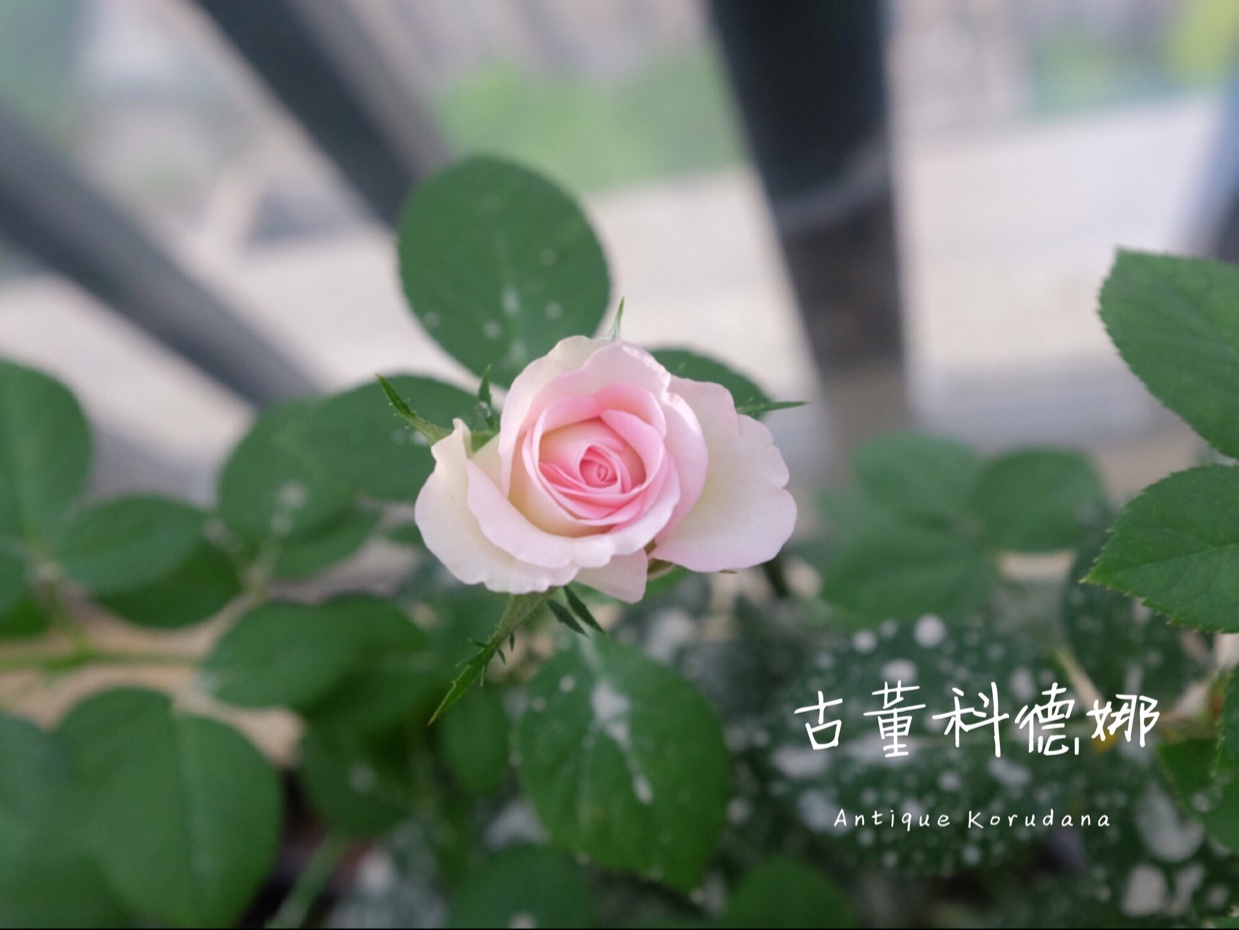 就像花一样开，灿烂又美好