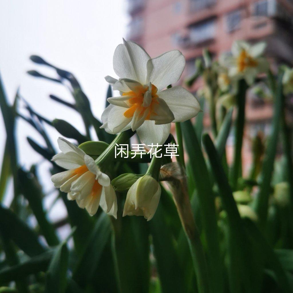 精美绝伦的和菓子之水仙（二）