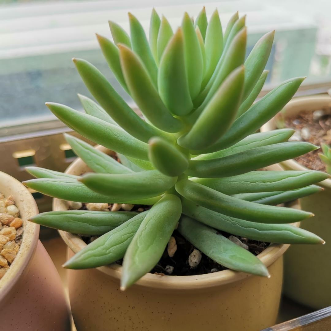 小猫的美食之路