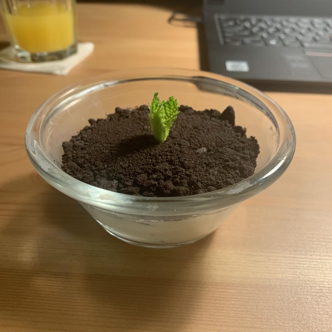 盆栽酸奶