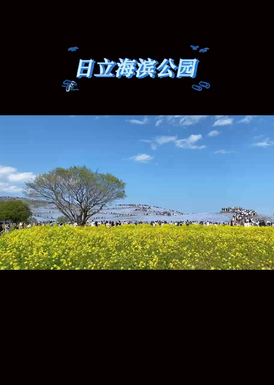 赏（樱）花纪行