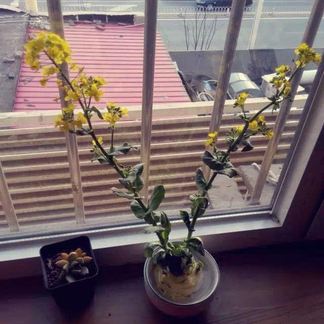泡白菜花