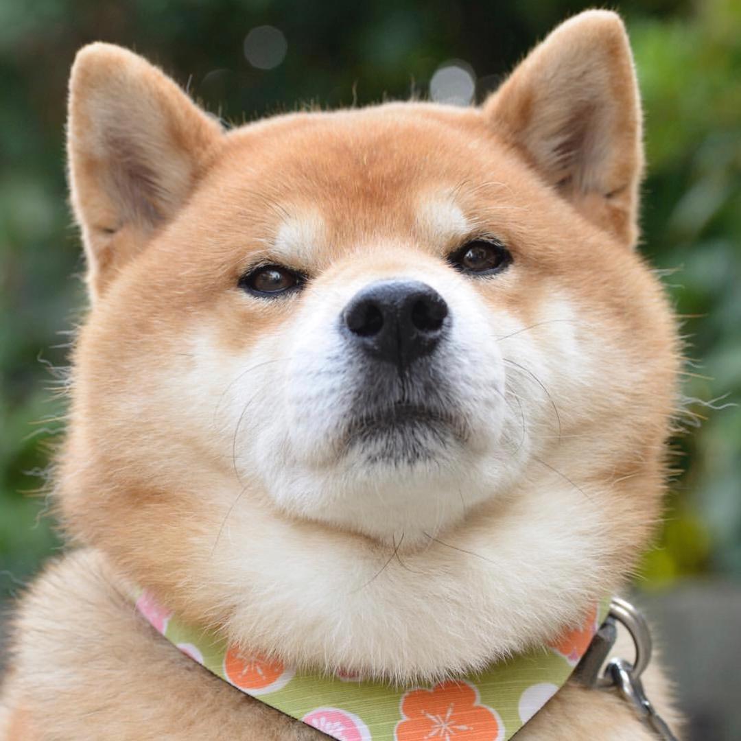 双下巴的肥宅