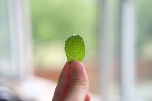 泛滥的薄荷酱的做法 步骤1