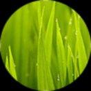 树_枝繁叶茂