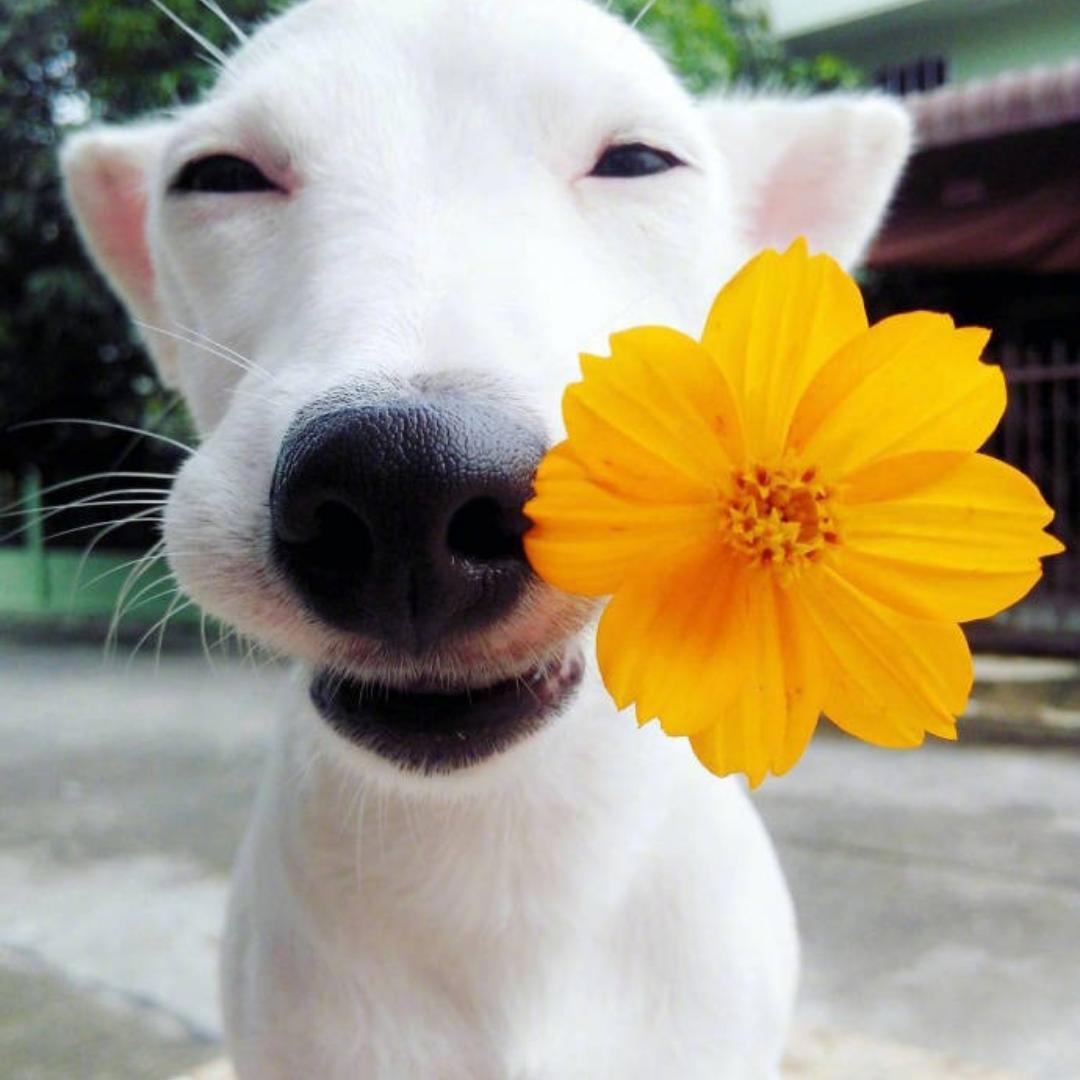 在奔跑的猴子