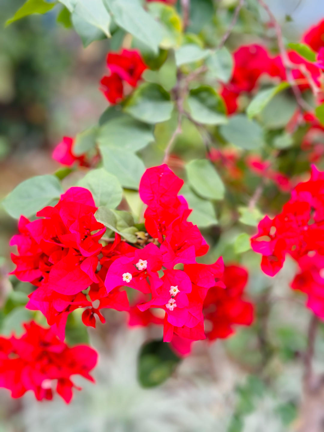 下午茶•2025年11月30日