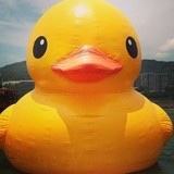 鸭纸君