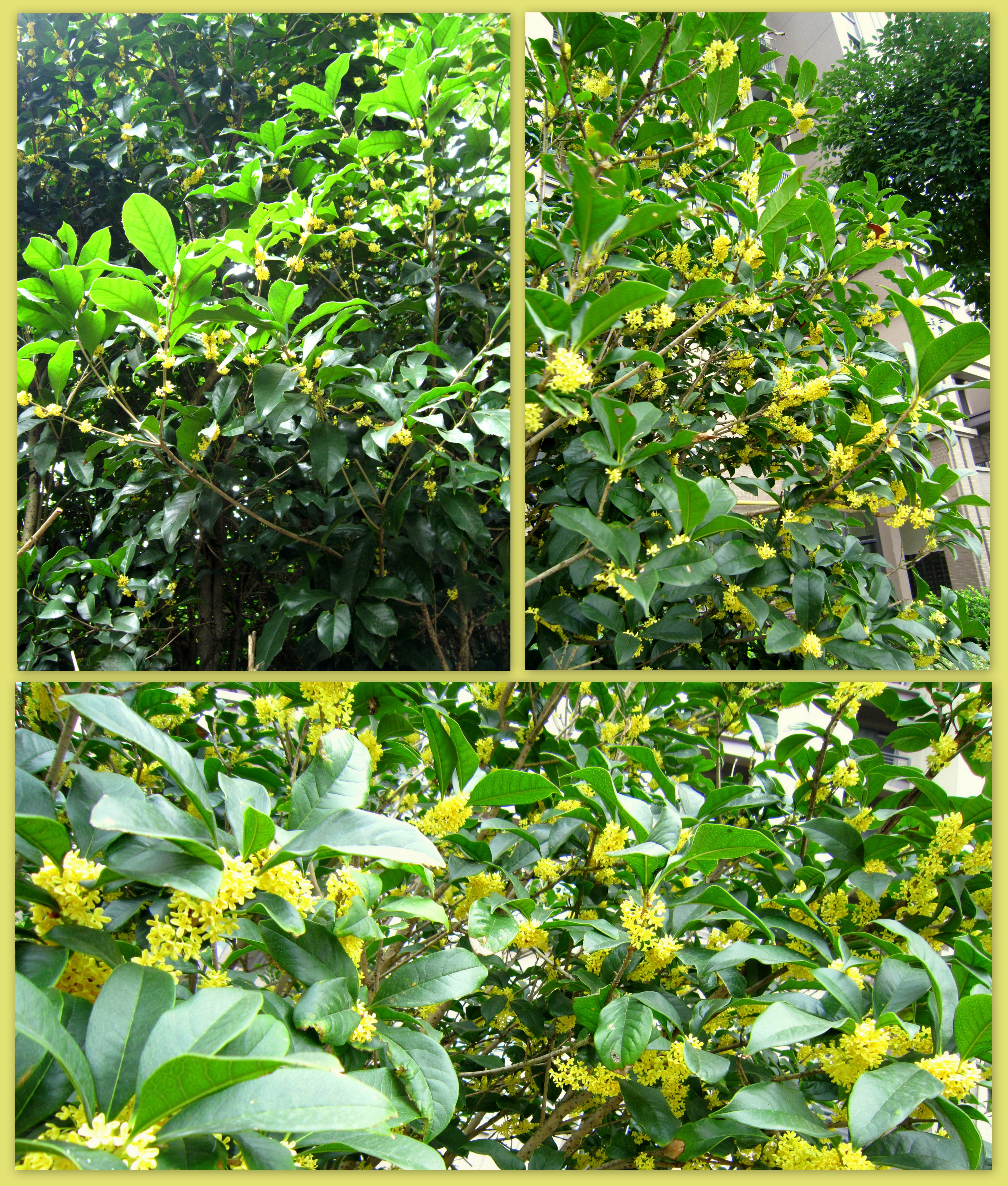 糖桂花