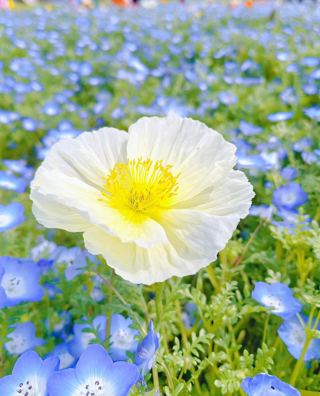 爱烘焙的黑森林