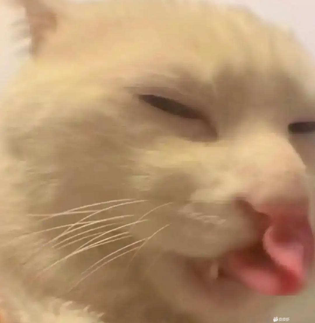 吃玉米的猫