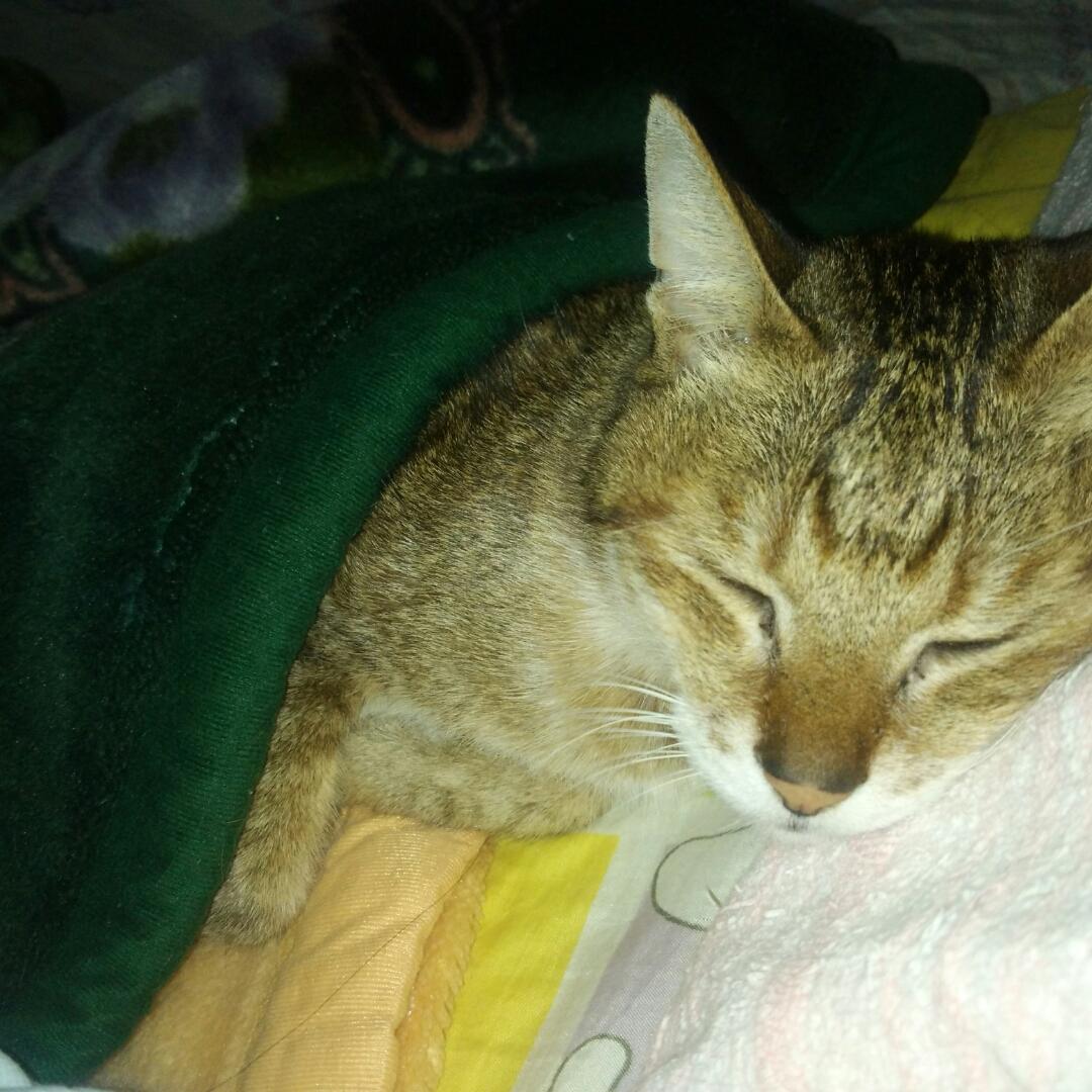 阿喵的御用陪睡