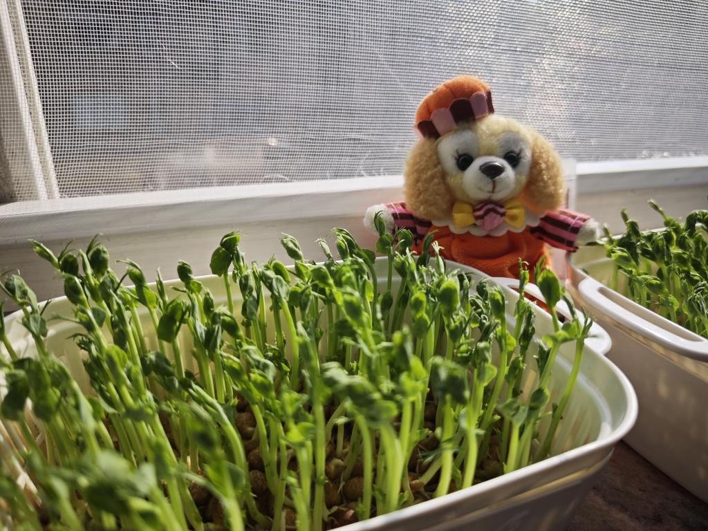 自己发豌豆苗ヾ(❀╹◡╹)ﾉ~芽苗菜的窝