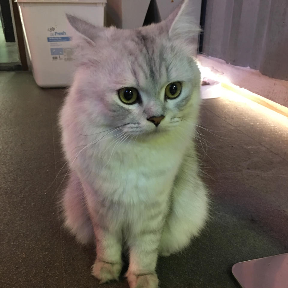 人间富贵喵的厨房