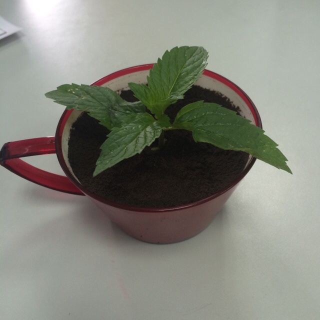 盆栽蛋糕