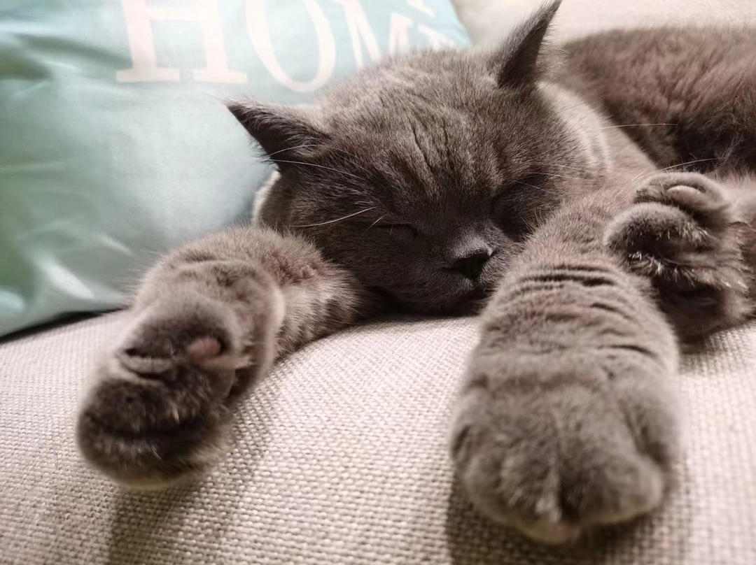 养猪能手Ming