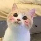 小小笑白白