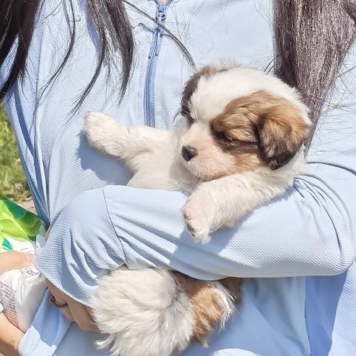 相当厨神发现厨神是我妈