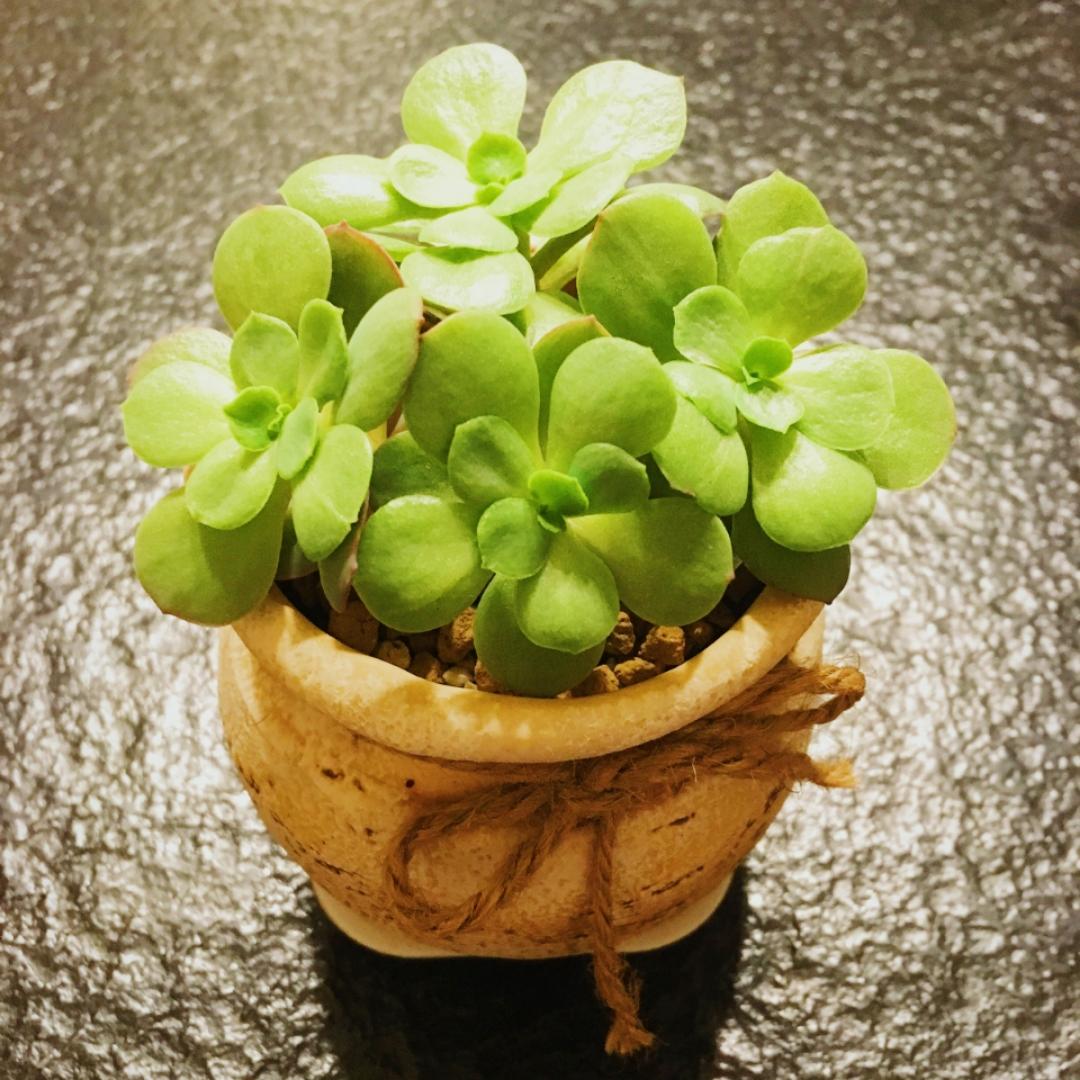 琉璃茉香