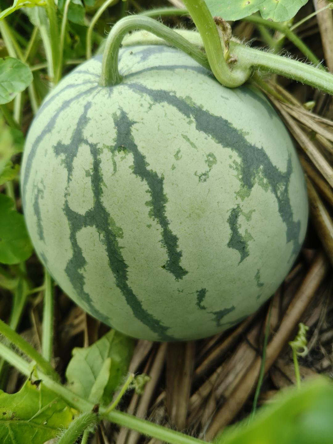 好心情做好菜
