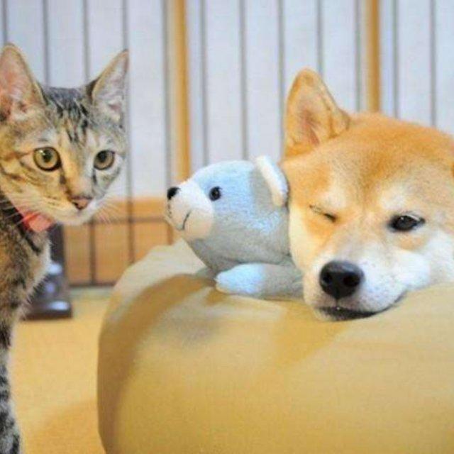 柴犬宝宝是我